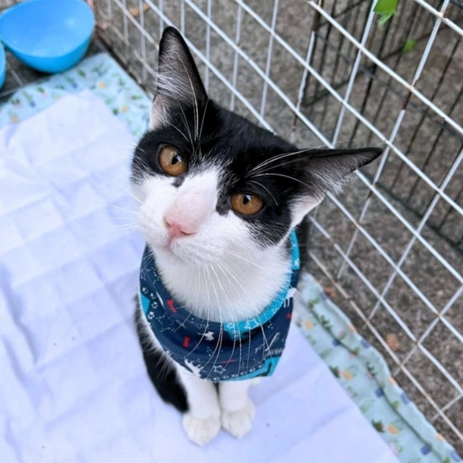 Gato macho